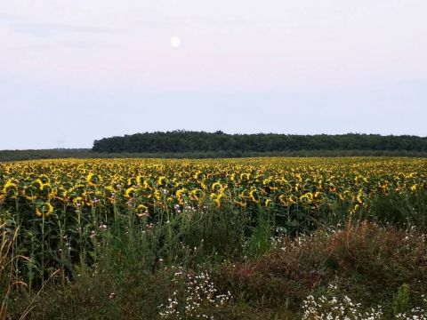Eladó Telek 3000 Hatvan 