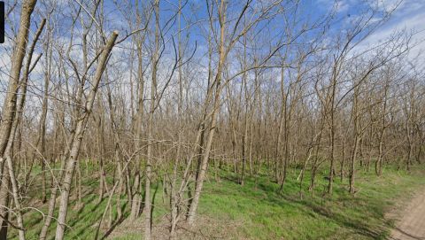 Eladó Telek 6050 Lajosmizse VÁGÁSÉRETT AKÁC ERDŐ 5,85 hektár