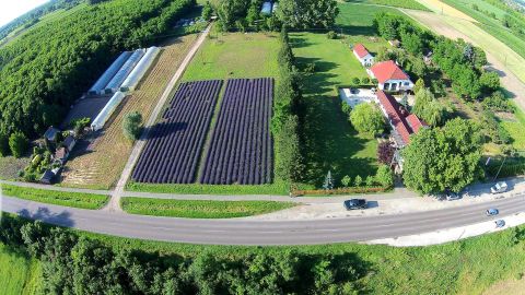 Eladó Mezőgazdasági 6640 Csongrád 