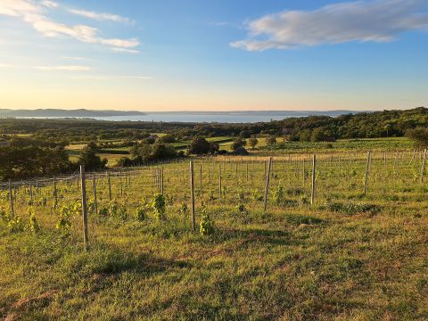 Eladó Mezőgazdasági 8244 Dörgicse Jogerős építési engedéllyel panorámás szőlő eladó