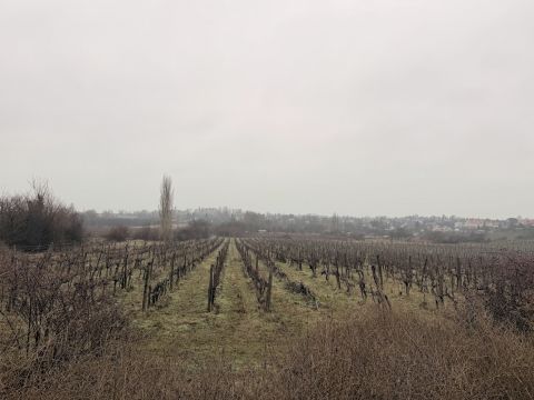 Eladó Mezőgazdasági 8229 Csopak 