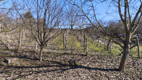 Eladó Telek 7831 Pellérd , Pellérd Szőlőhegy