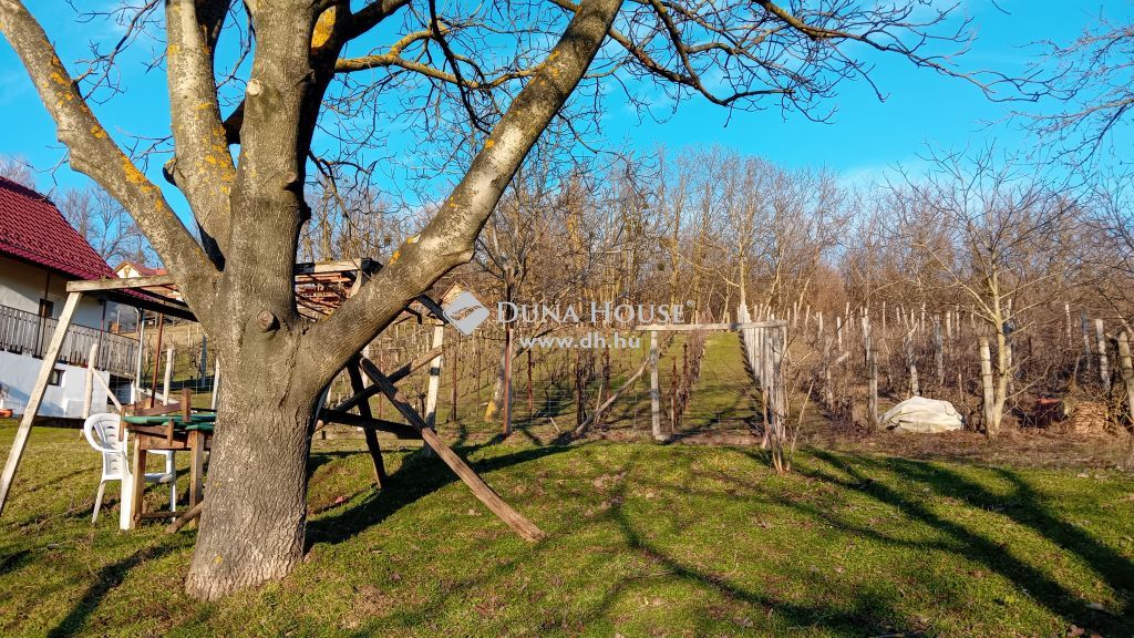 8618 Kereki , Kerekiben zártkerti, 839 nm-es telek,kordonos szőlővel eladó — 1/15