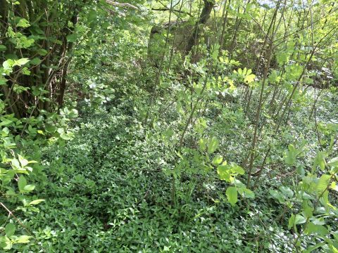 Eladó Telek 5744 Kevermes Csendes utcájában