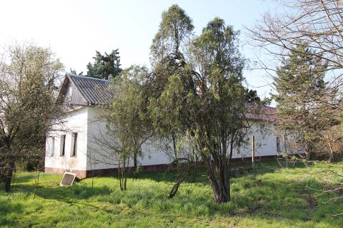 Eladó Ház 6645 Felgyő Tanya 6,5 hektár mogyoró ültetvénnyel ELADÓ