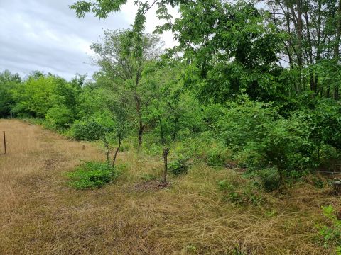 Eladó Telek 2252 Tóalmás , Öregszőlő dűlő